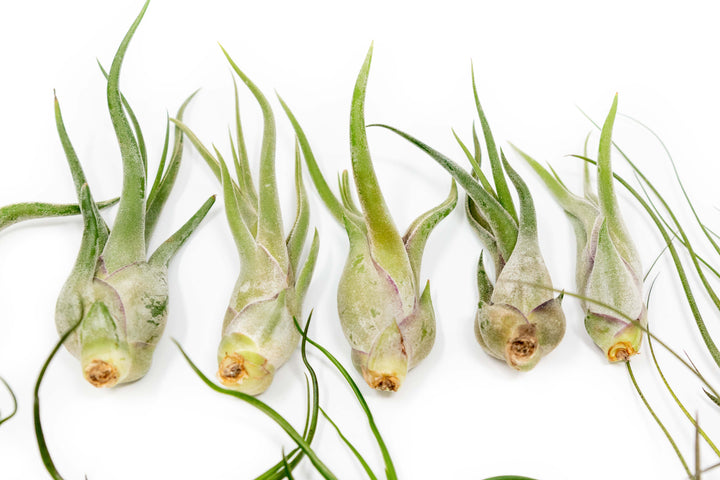 four tillandsia caput medusae air plants