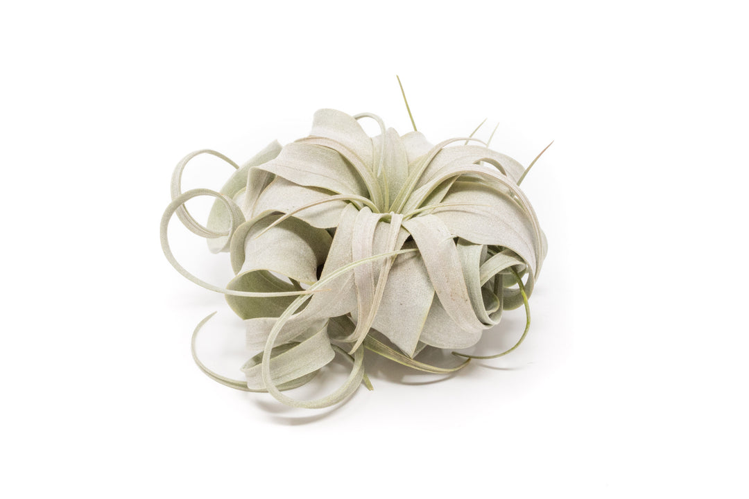 small tillandsia xerographica air plant