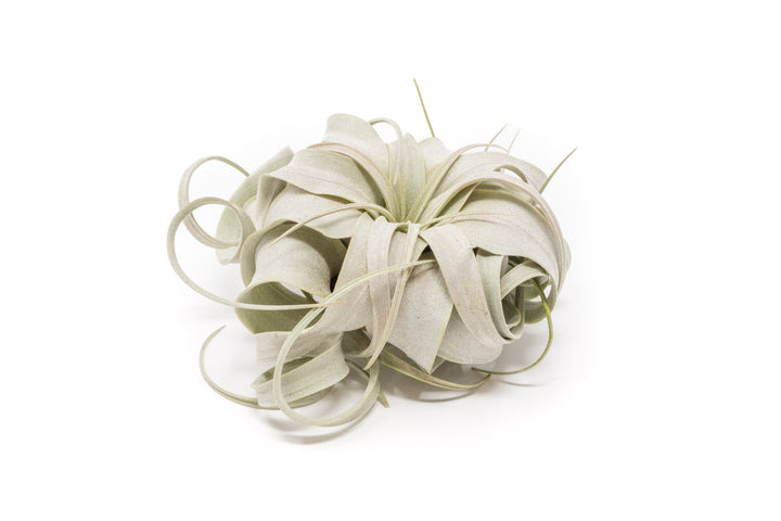 small tillandsia xerographica air plant
