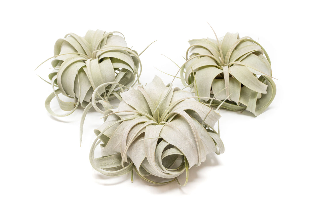 three small tillandsia xerographica air plants
