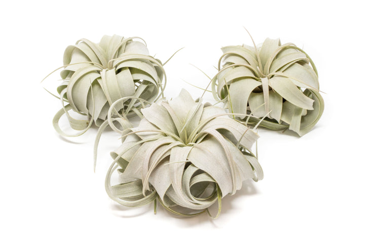 three small tillandsia xerographica air plants
