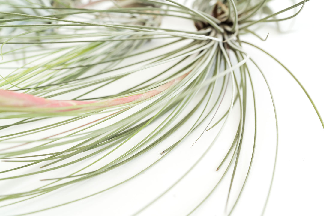 Wholesale Special - Jumbo Tillandsia Air Plant Assortment - Beautiful Specimen Air Plants