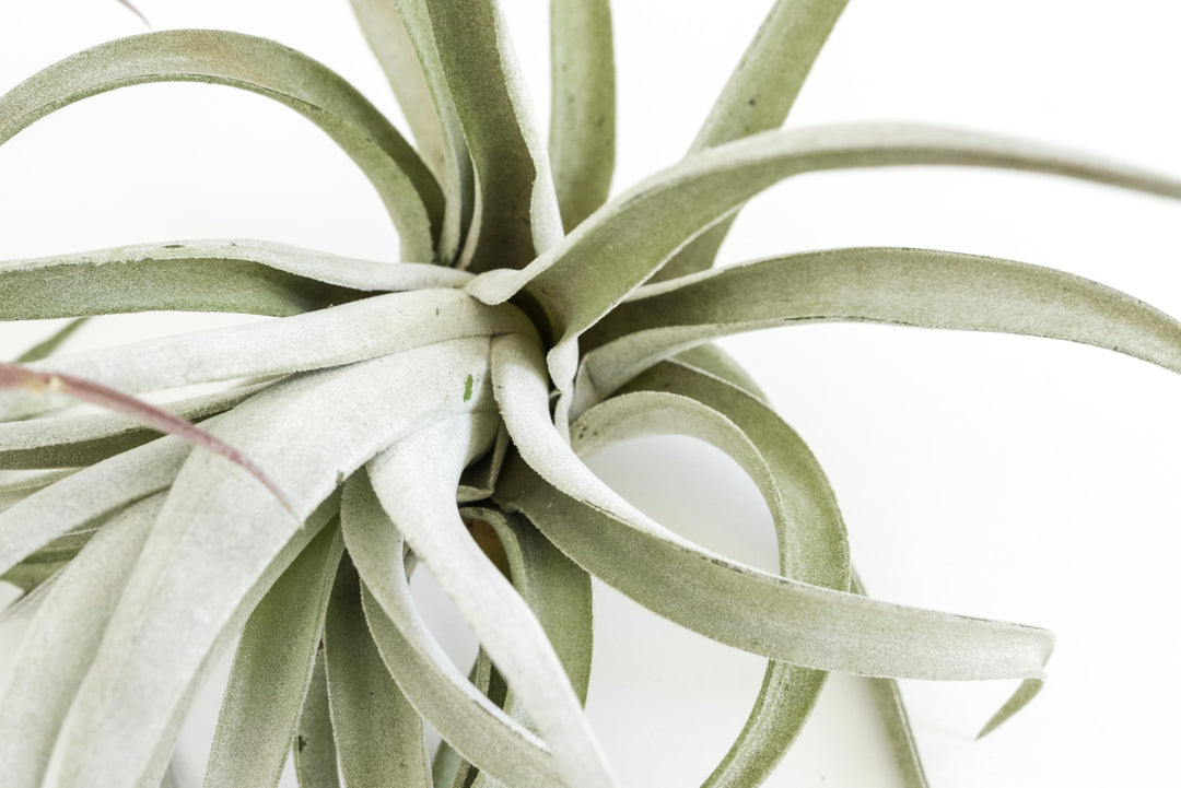 Wholesale Special - Jumbo Tillandsia Air Plant Assortment - Beautiful Specimen Air Plants