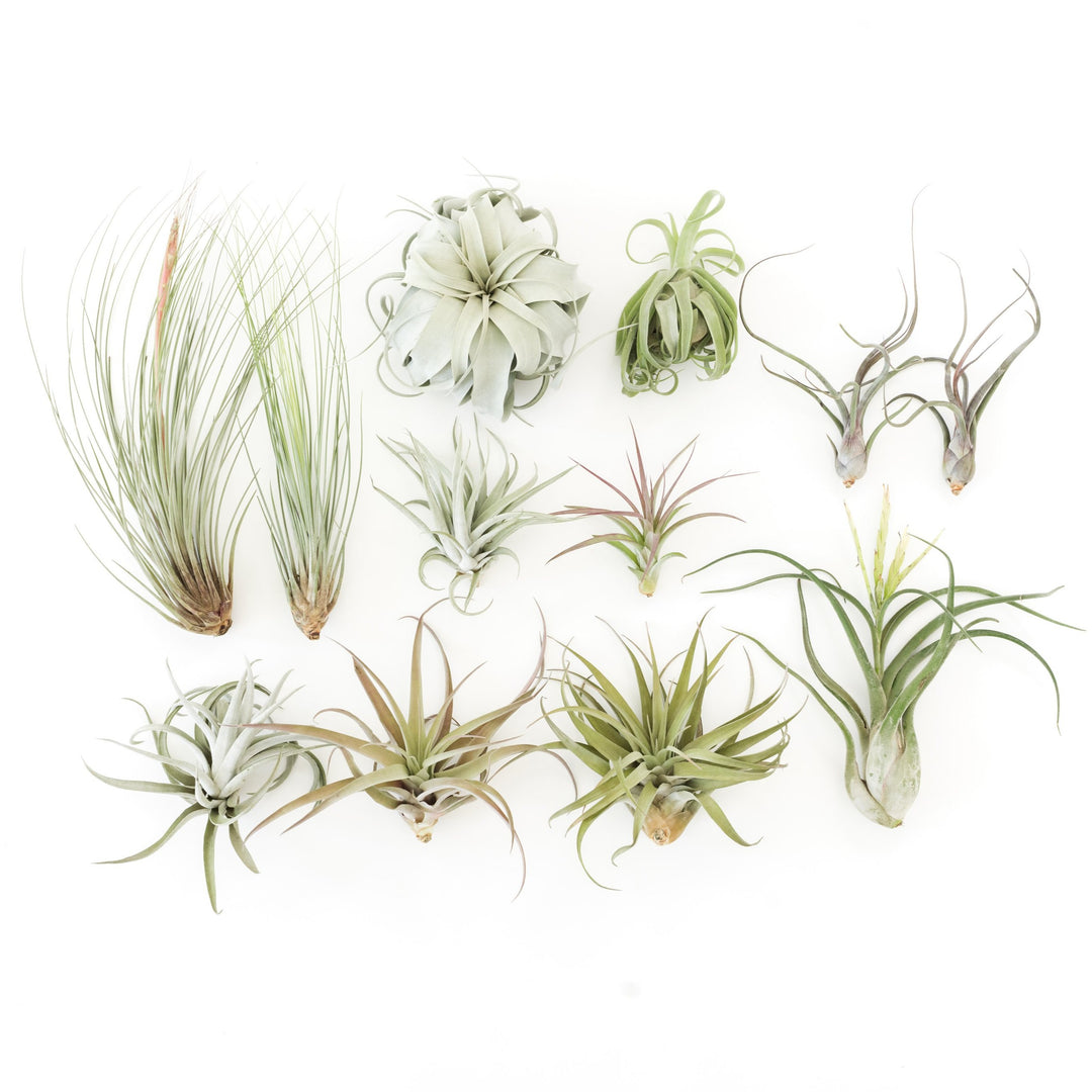 Wholesale Special - Jumbo Tillandsia Air Plant Assortment - Beautiful Specimen Air Plants