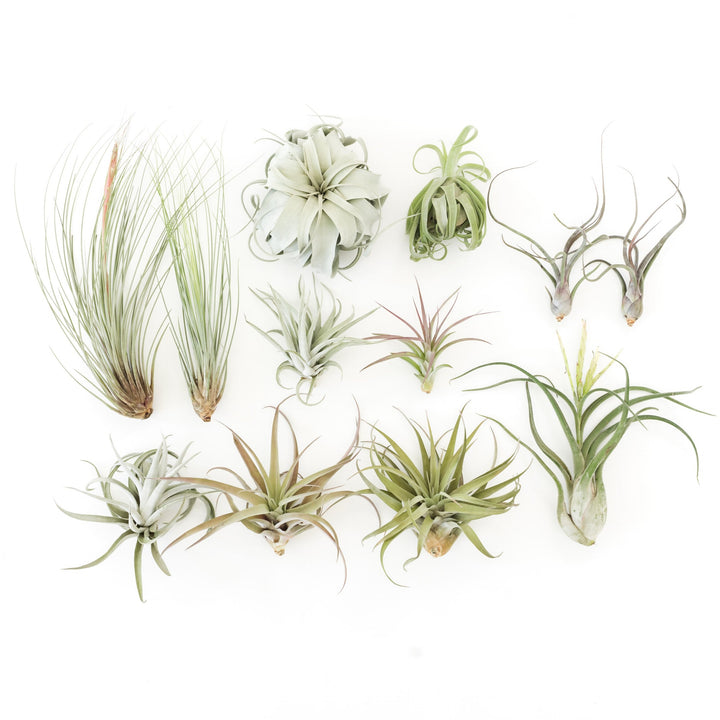 Wholesale Special - Jumbo Tillandsia Air Plant Assortment - Beautiful Specimen Air Plants