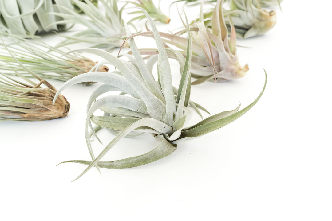 Wholesale Special - Jumbo Tillandsia Air Plant Assortment - Beautiful Specimen Air Plants