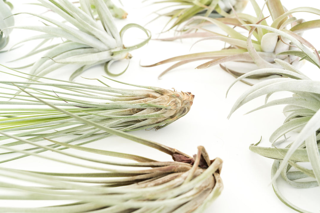 Wholesale Special - Jumbo Tillandsia Air Plant Assortment - Beautiful Specimen Air Plants