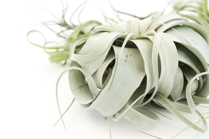 Wholesale Special - Jumbo Tillandsia Air Plant Assortment - Beautiful Specimen Air Plants