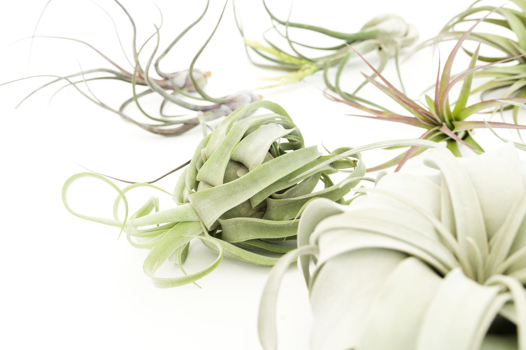 Wholesale Special - Jumbo Tillandsia Air Plant Assortment - Beautiful Specimen Air Plants
