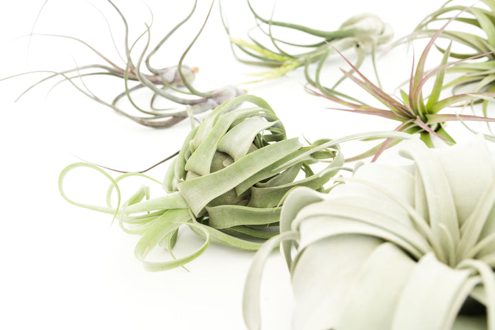 Wholesale Special - Jumbo Tillandsia Air Plant Assortment - Beautiful Specimen Air Plants