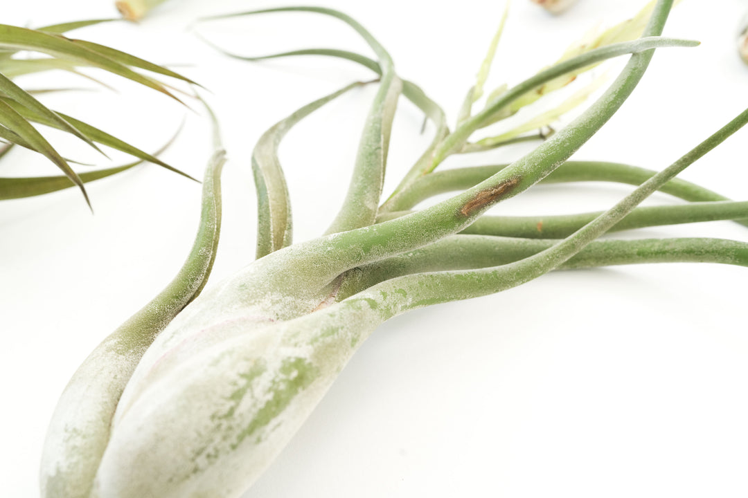 Wholesale Special - Jumbo Tillandsia Air Plant Assortment - Beautiful Specimen Air Plants