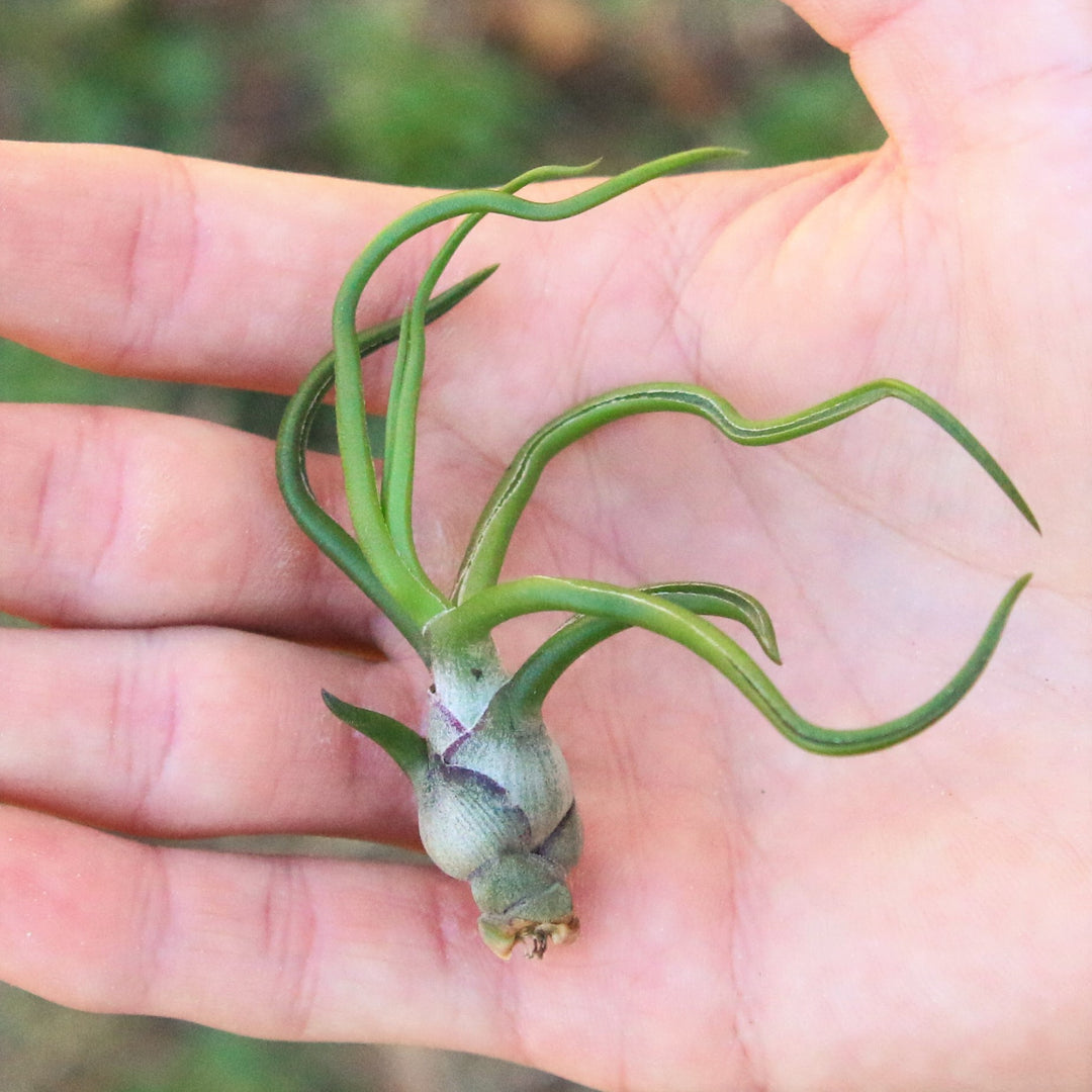 hand holding a tillandsia bulbosa guatemala air plant