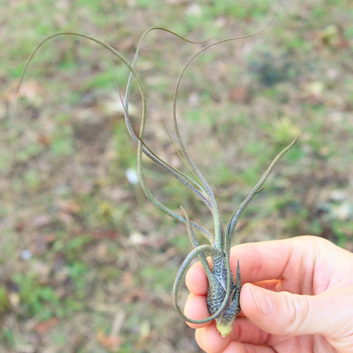 hand holding large tillandsia butzii air plant