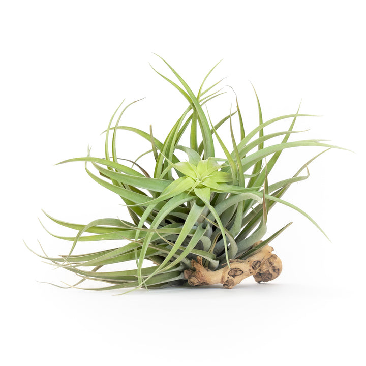 Tillandsia Capitata Salmon Air Plant