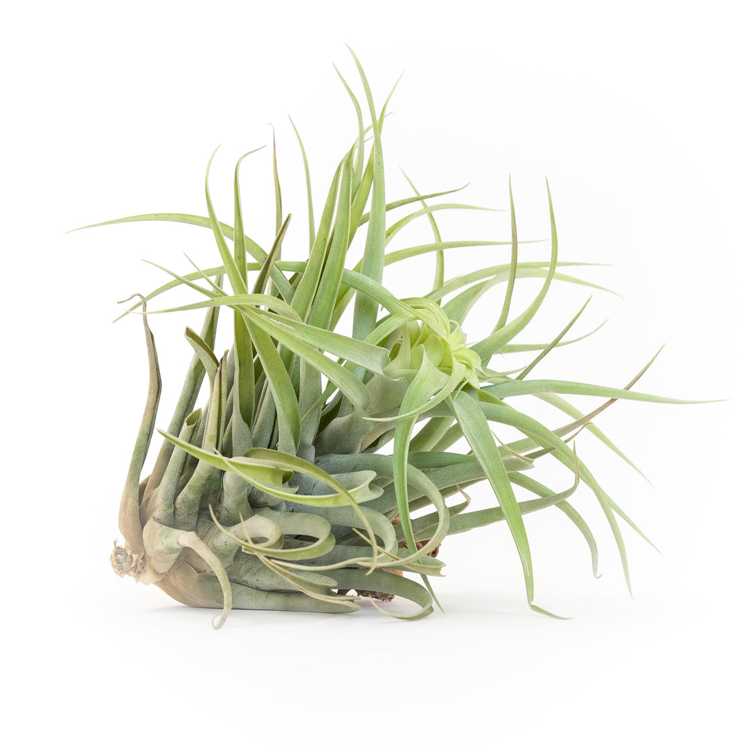 Tillandsia Capitata Salmon Air Plant