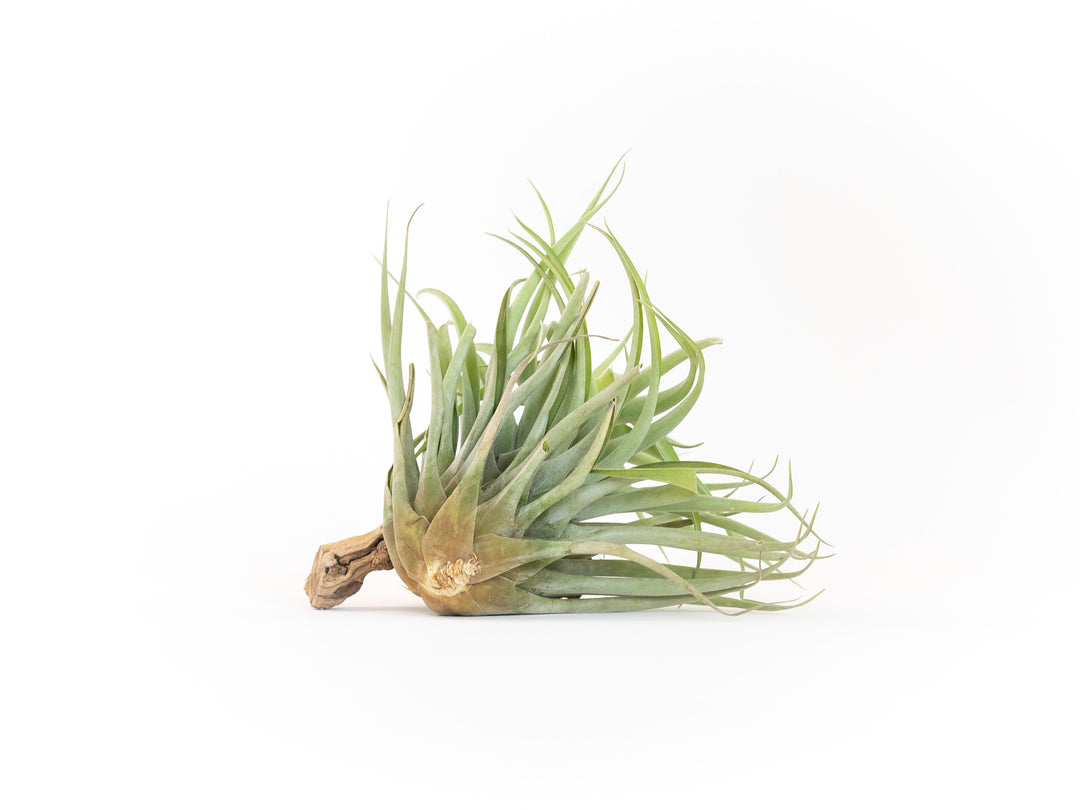 Tillandsia Capitata Salmon Air Plant