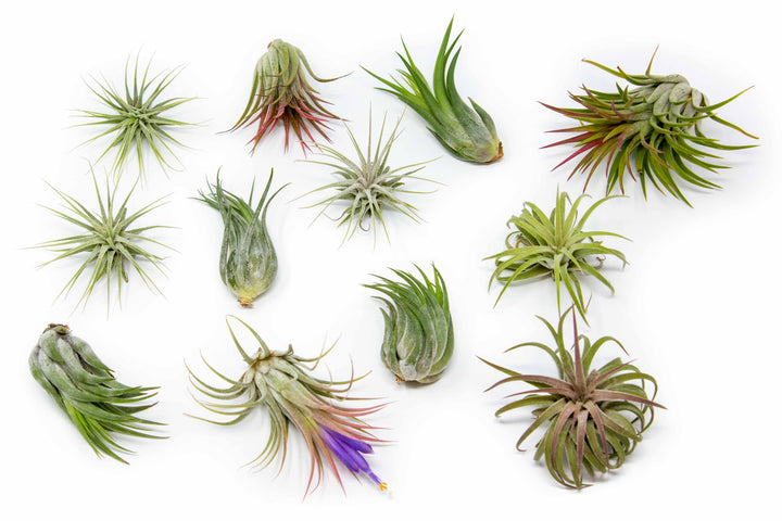Wholesale Special - Tillandsia Ionantha Variety Air Plants