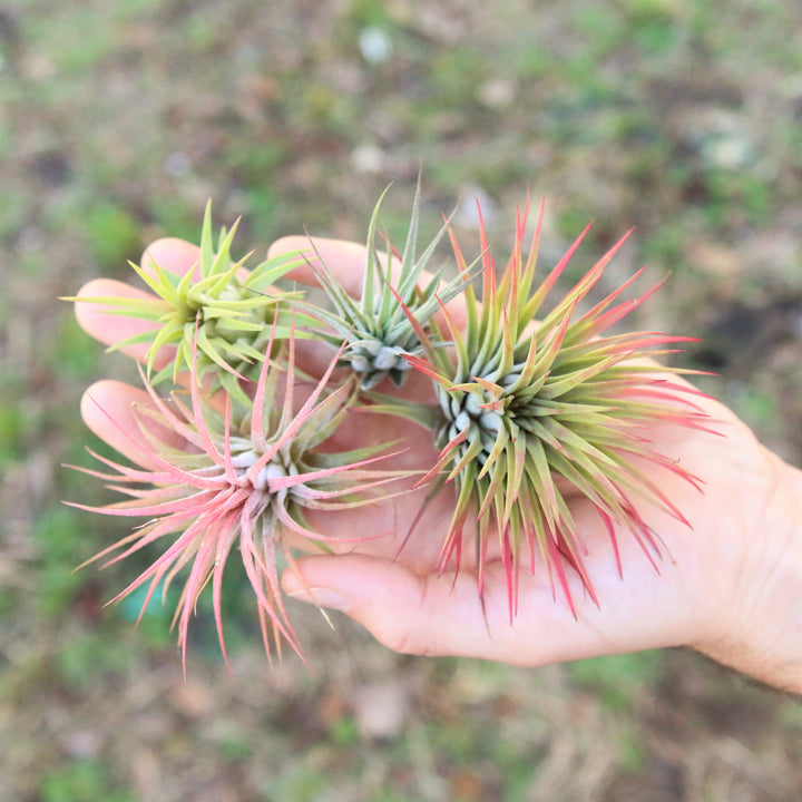 Wholesale Special - Tillandsia Ionantha Variety Air Plants