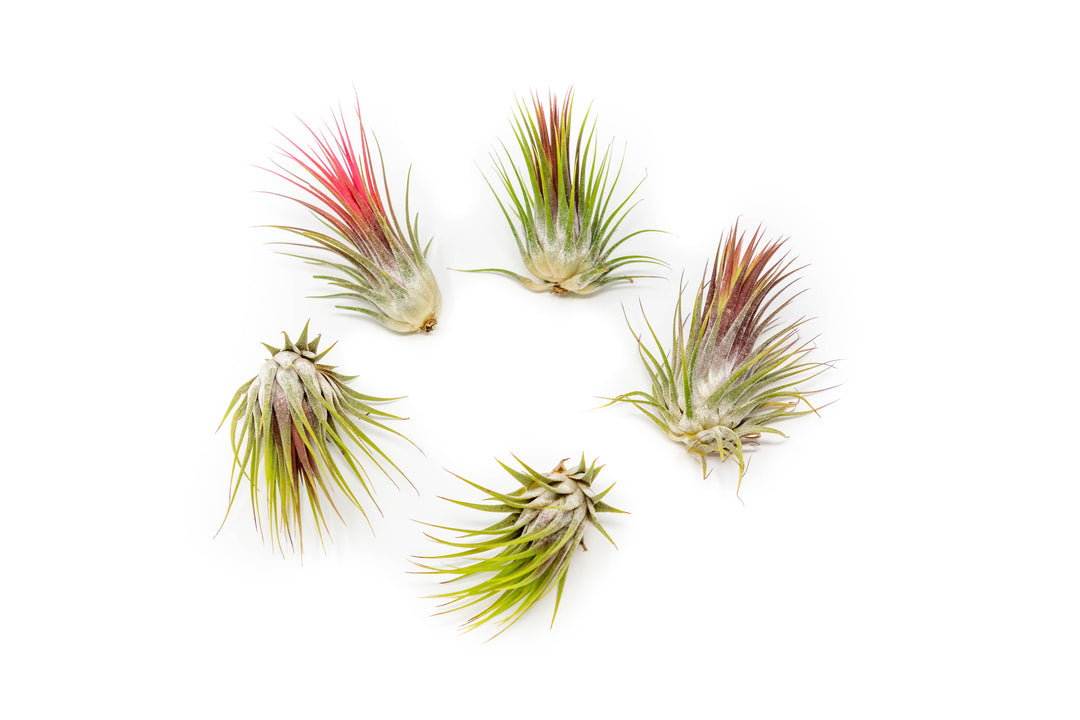 five blushing tillandsia ionantha guatemala air plants