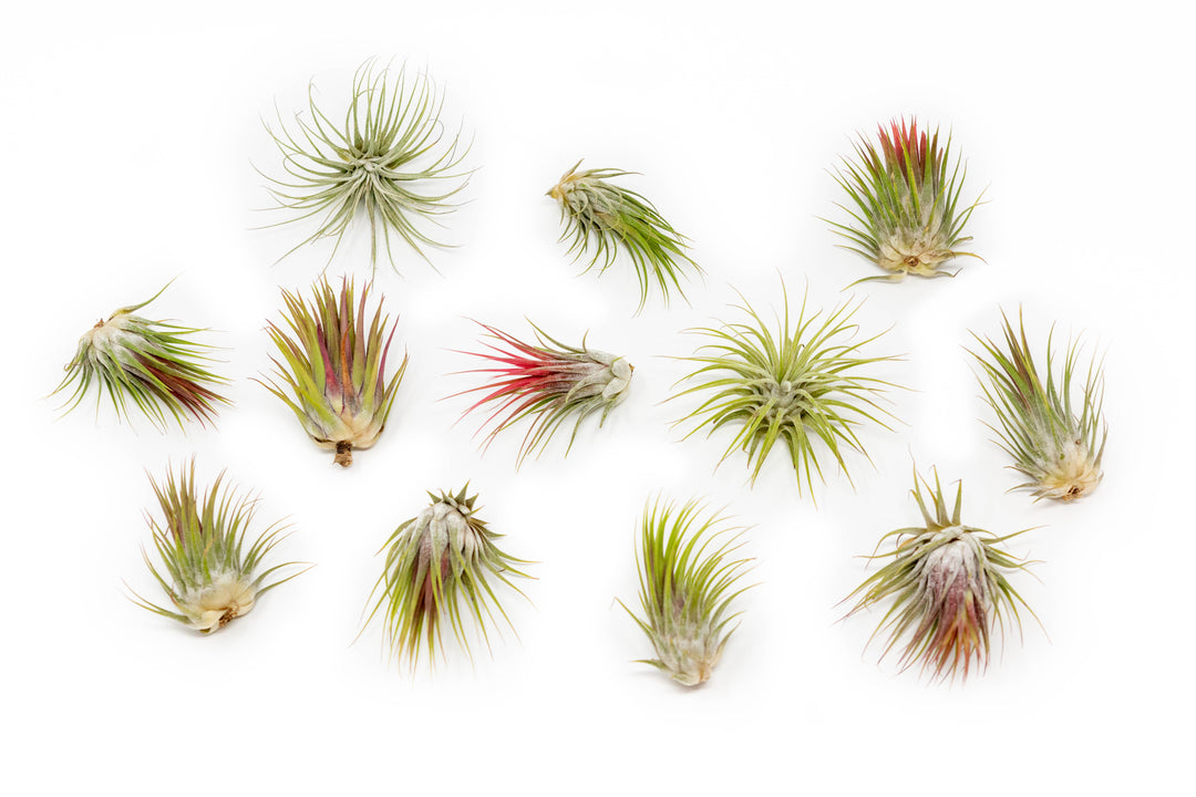 12 blushing tillandsia ionantha guatemala air plants
