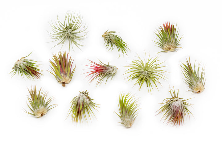 12 blushing tillandsia ionantha guatemala air plants