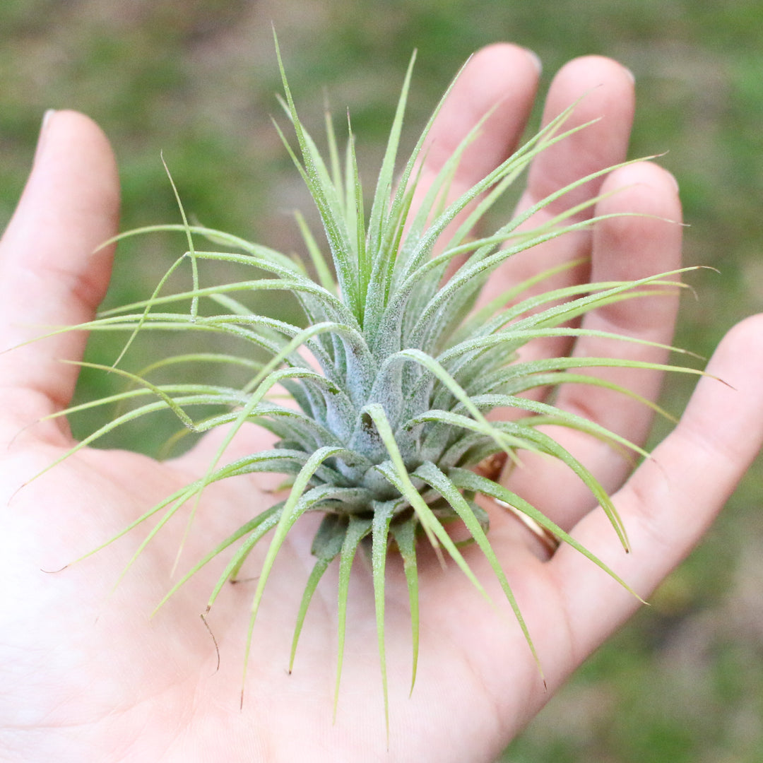 Wholesale Special - Tillandsia Ionantha Variety Air Plants
