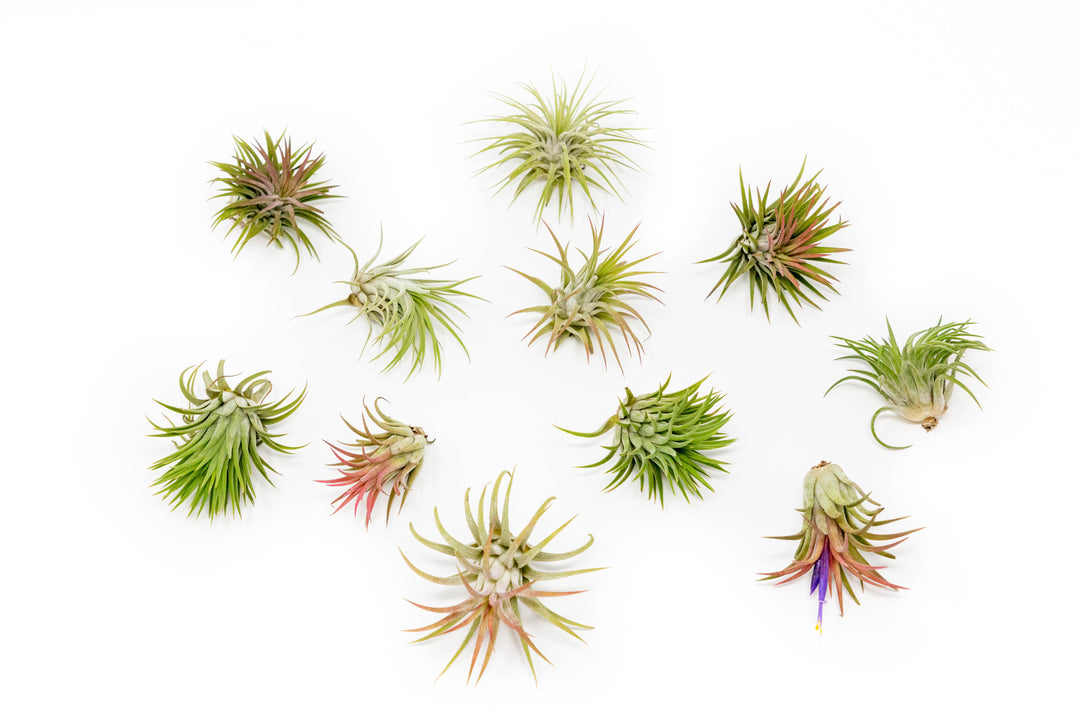 a dozen large tillandsia ionantha rubra air plants