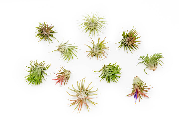 a dozen large tillandsia ionantha rubra air plants