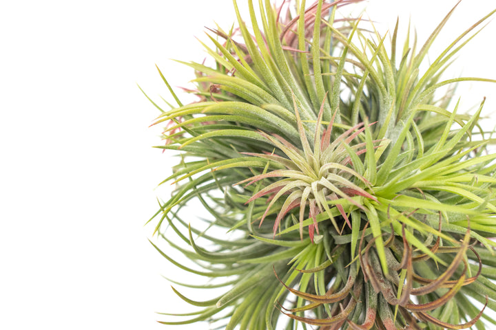 Tillandsia Ionantha Rubra Hanging Clusters with Hook for Hanging
