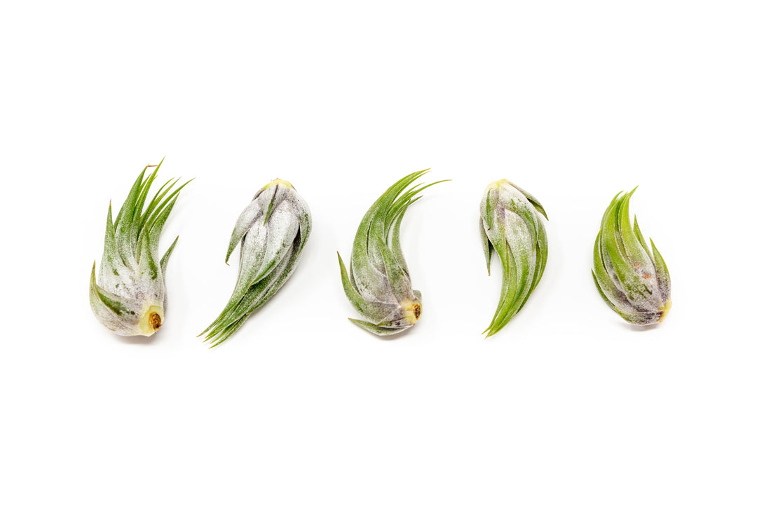 five tillandsia ionantha scaposa air plants