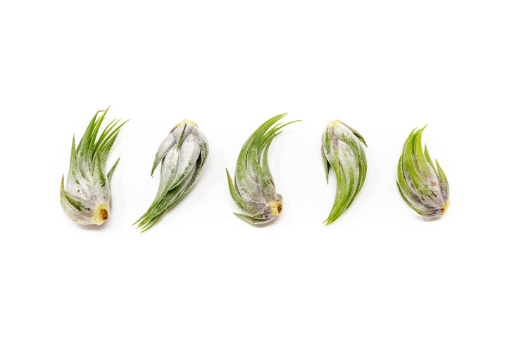 five tillandsia ionantha scaposa air plants