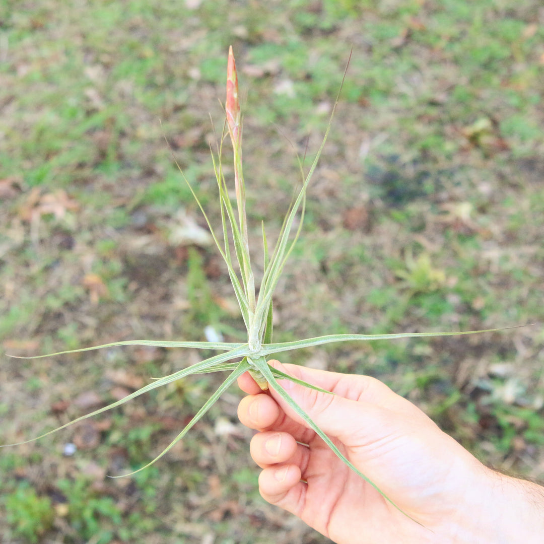 Tillandsia Schiedeana Air Plants