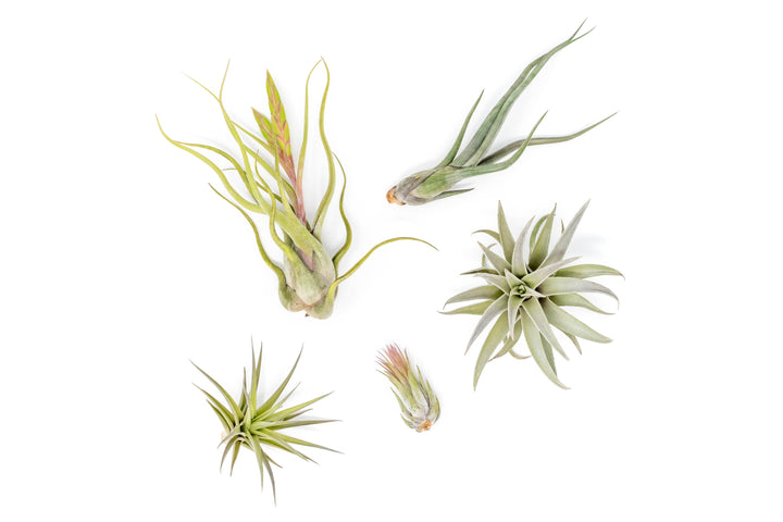 tillandsia Harrisii, Caput medusea,  Areanthos, Scaposa,  Baileyi air plants