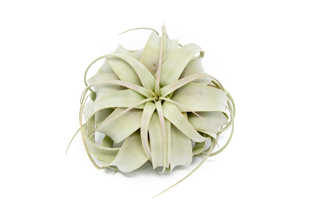 tillandsia xerographica air plant