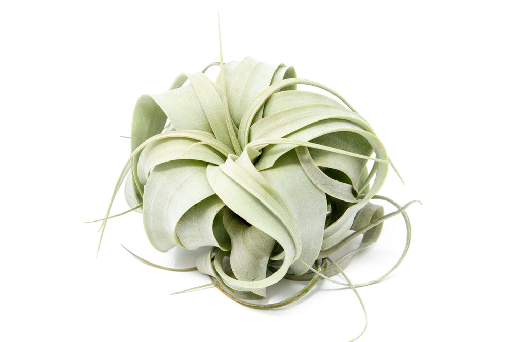 small tillandsia xerographica air plant