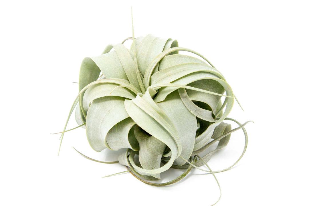 small tillandsia xerographica air plant
