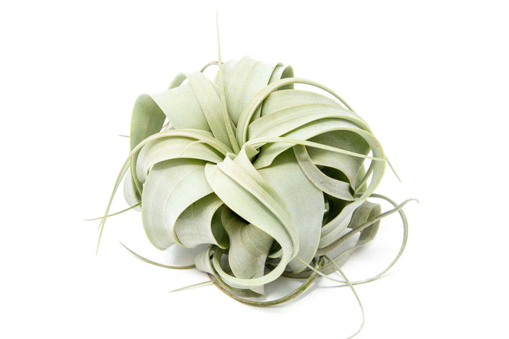 small tillandsia xerographica air plant