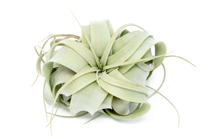 mini tillandsia xerographica air plants