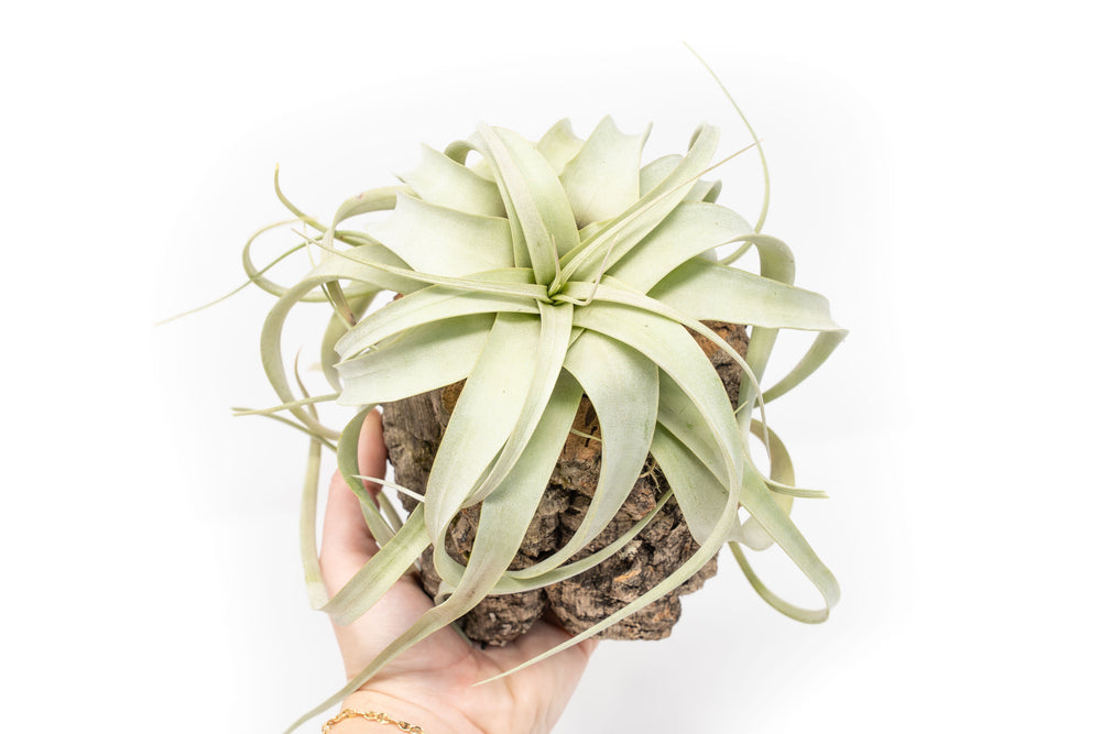 Natural Cork Bark Planter with Tillandsia Xerographica Air Plant