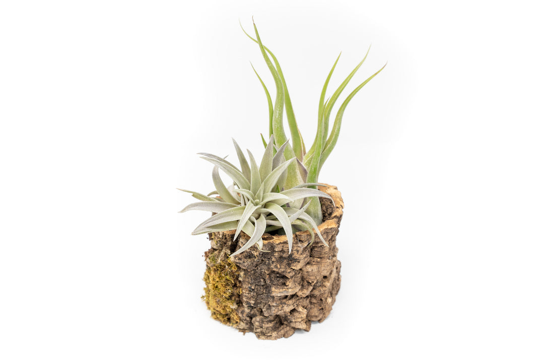 Natural Cork Bark Planter with Tillandsia Harrisii and Caput Medusea Air Plants