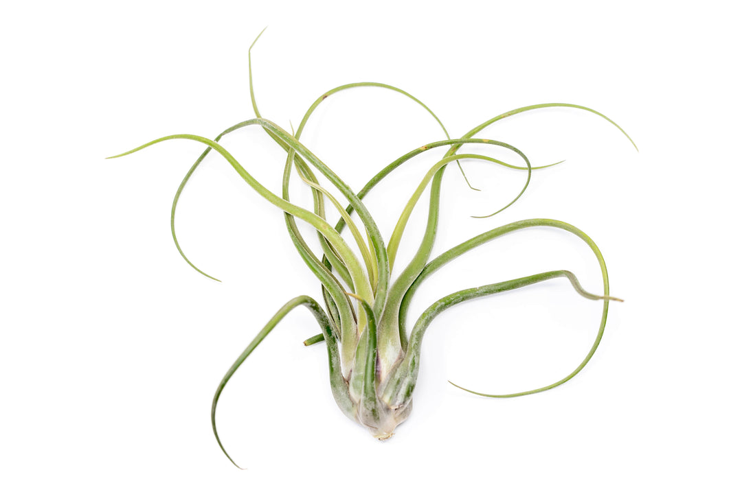 XL tillandsia caput medusae air plant