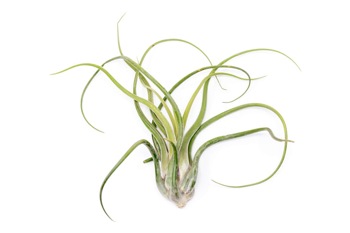 XL tillandsia caput medusae air plant