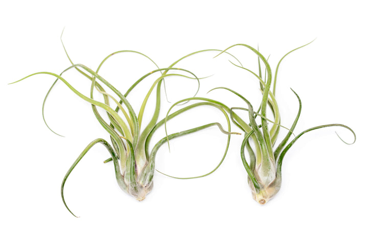 2 XL tillandsia caput medusae air plants