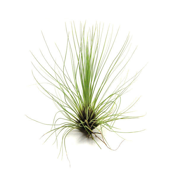 tillandsia Filifolia Air Plant