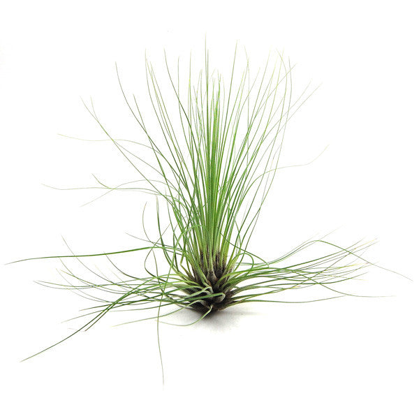 air plant grass Tillandsia Filifolia Air Plants