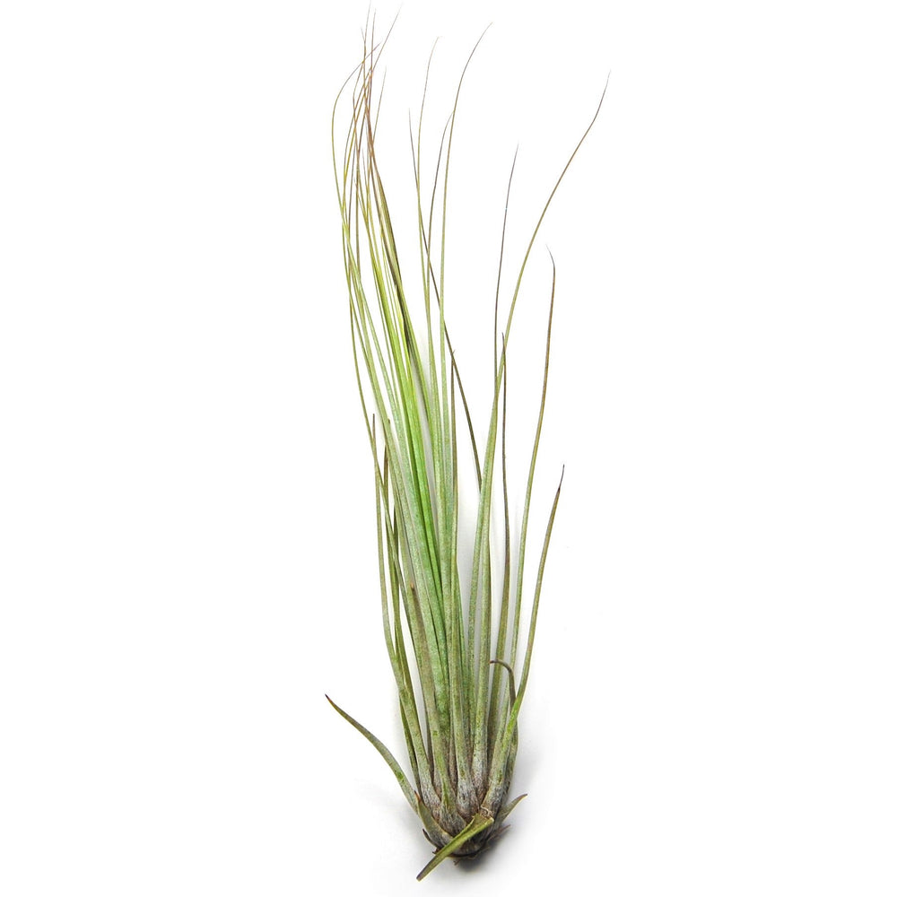 Wholesale - Tillandsia Juncifolia Air Plants