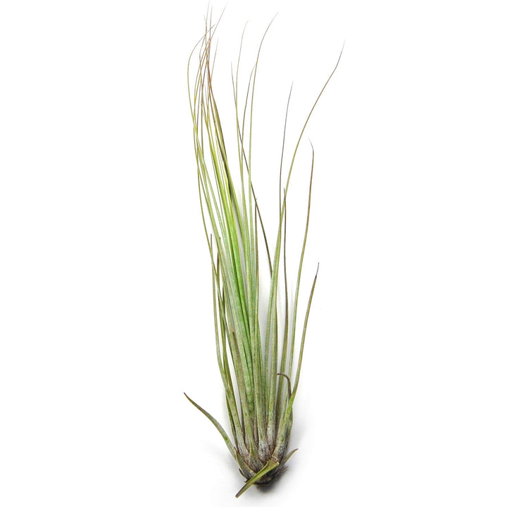 Wholesale - Tillandsia Juncifolia Air Plants