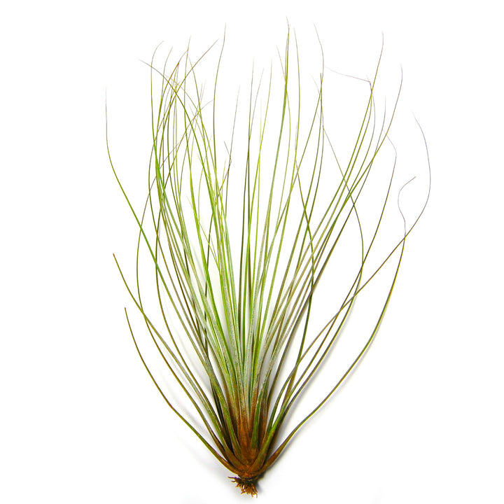 Wholesale - Tillandsia Juncifolia Air Plants