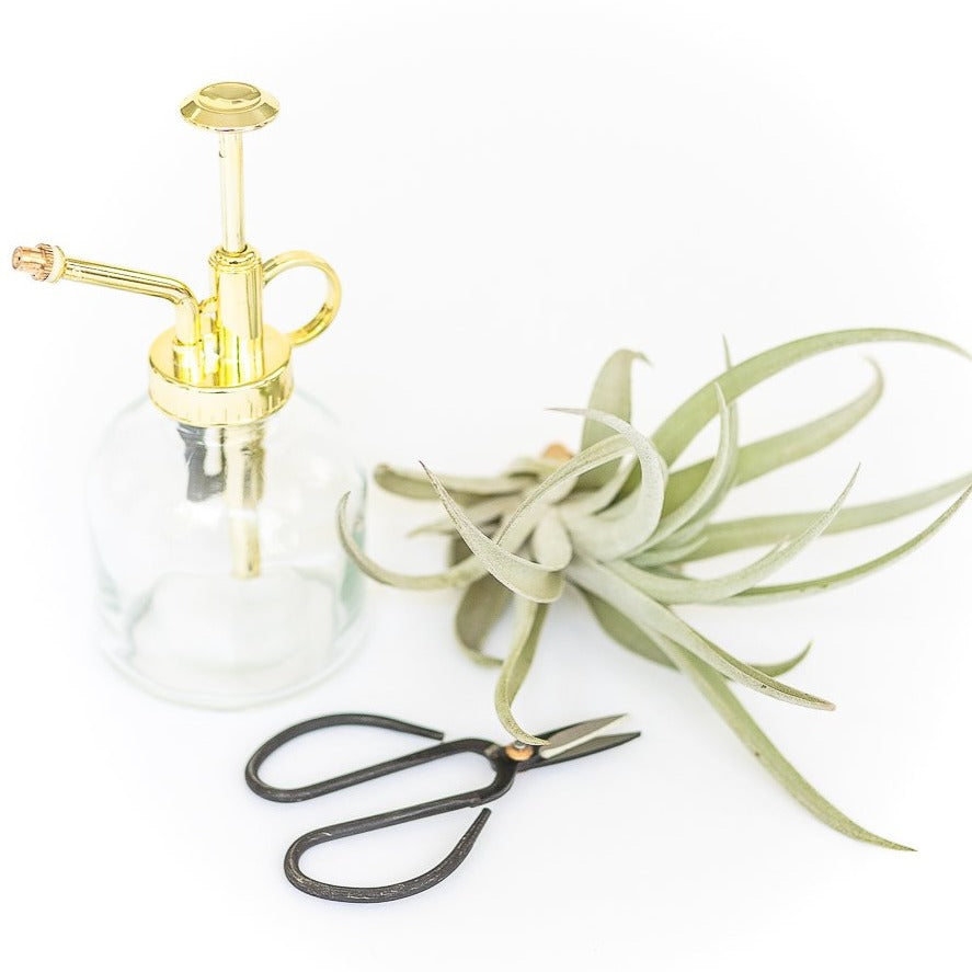 glass mister with gold colored spray nozzle, Bosnia pruning scissors and tillandsia harrisii air plant