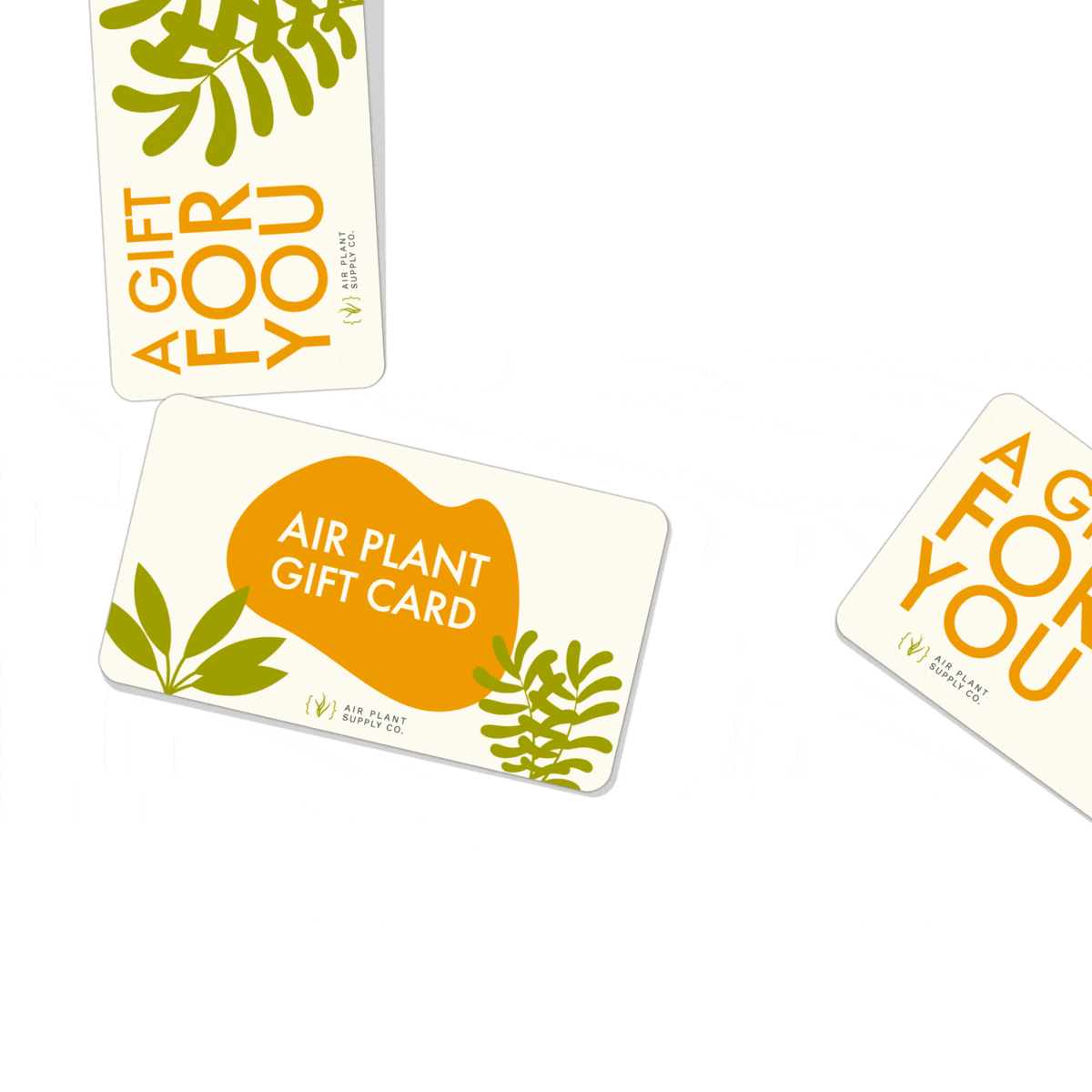 air plant supply company Air Plant Supply Co. E-Gift Card